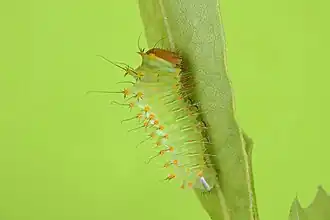 Deuxième stade larvaire
