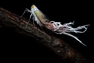 Pterodictya reticularis