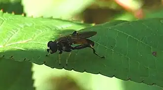 Description de l'image Fliege Tiefwerder Span 070715.jpg.