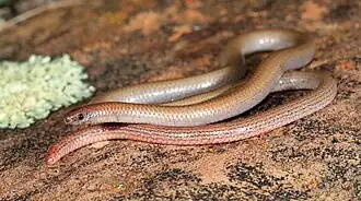 Description de l'image Flinders Worm-lizard (Aprasia pseudopulchella) (9388534051).jpg.