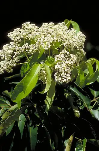 Description de l'image Flindersia ifflana.jpg.