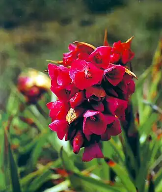 Description de l'image Flor Connellia augustae bromeliaceae.jpg.