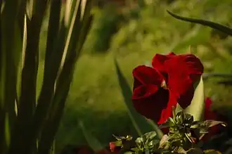 Description de cette image, également commentée ci-après