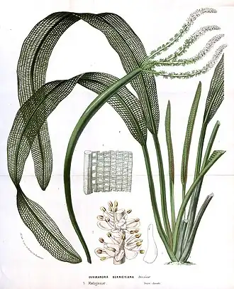 Description de l'image Flore des serres v14 073a.jpg.