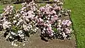 Floribunda 'Pinkie', Swim 1947, au Bush's Pasture Park Rose Garden, Salem (Oregon).