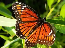 voir la légende ci-après