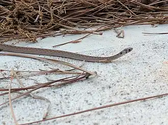 Description de l'image Florida brown snake.jpg.