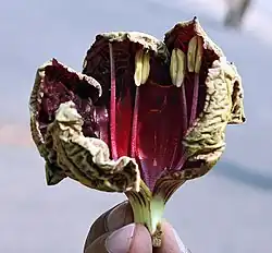 Vue intérieure de la fleur