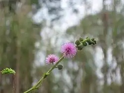 Une fleur de saison produit à Bana.