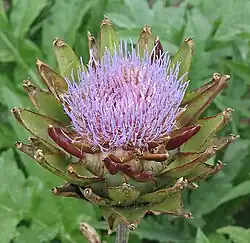 Fleur d'artichaut ouverte.