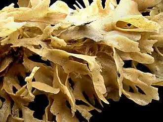 Colonie séchée de Flustra foliacea