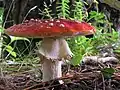 Amanita muscaria Voile attaché par le haut