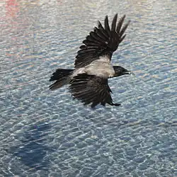 Corneille mantelée - Corvus cornix.