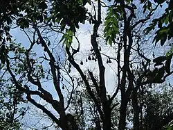 Et ses chauves-souris.