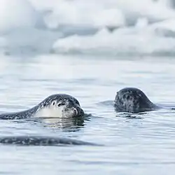 Phoques dans le Jökulsárlón.