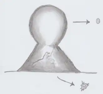 Description de l'image Fonticula.png.