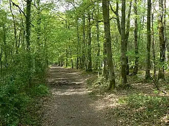 Image illustrative de l’article Forêt de Grimbosq