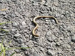 Orvet près du poste forestier de l'Ermitage.