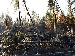 Parcelle de sapins Douglas renversés par la tempête Lothar du 26 décembre 1999 en forêt de Fréteval, Loir-et-Cher, France.