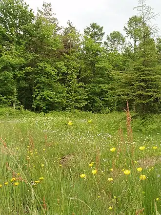 Image illustrative de l’article Forêt de la Guerche