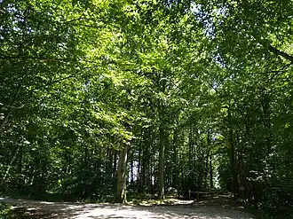 Image illustrative de l’article Forêt de Creuse