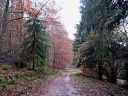 Forêt domaniale.