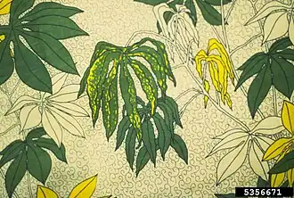 Image illustrative de l’article Mosaïque du manioc