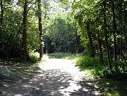Une allée dans la forêt de Chantilly.