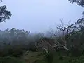 La forêt des Tamarins dans la brume