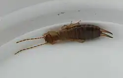 Description de l'image Forficula lesnei female.jpg.