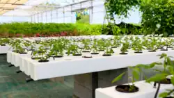 Microferme hydroponique Les Sourciers