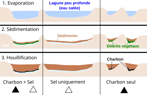 Schémas montrant comment l’évaporation d'une lagune a permis des dépôts de bancs de sels et de débris végétaux avant que ceux-ci ne soient recouverts par les sédiments.