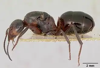 Vue de profil d'une femelle devenue reine