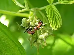 Ouvrière, sur mûrier