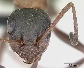 Description de l'image Formica rufibarbis casent0173870 head 1.jpg.