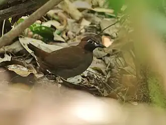 Description de l'image Formicarius moniliger Mayan Anttrush; Quintana Roo, Mexico.jpg.