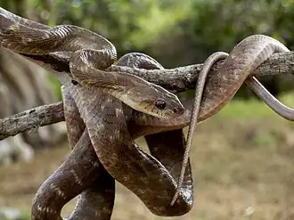 Description de l'image Forsten's Cat Snake At Yala.jpg.