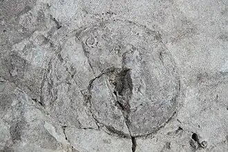 Fossile sur l'île Quarry