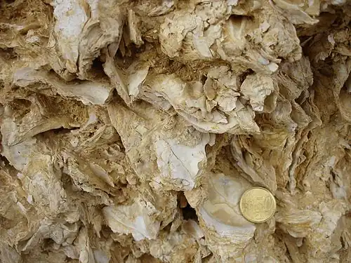 Calcaire à huîtres (Ostrea aquitanica), formant falaise à Sainte-Croix-du-Mont.