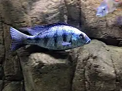 Spécimen en aquarium