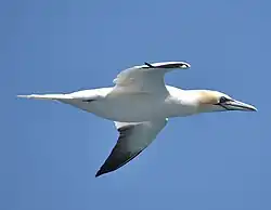 Fou de Bassan en vol.