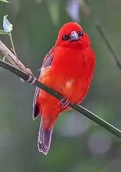 voir la légende ci-après