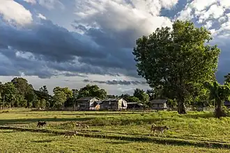 Quatre chiens courant dans la campagne de Don Det. Paysage vert avec arbres, maisons en bois et nuages lourds dans le ciel.