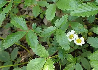 Description de l'image Fragaria pentaphylla kz02.jpg.
