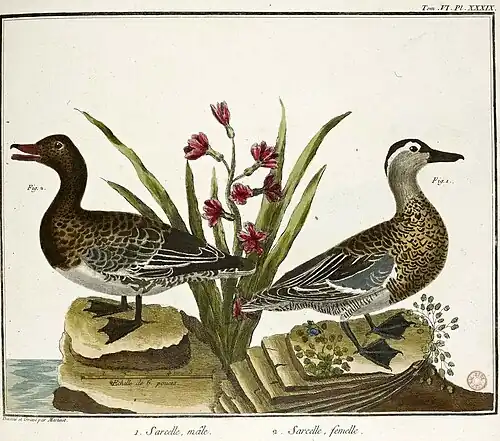 Sarcelles mâle et femelle