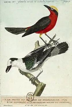 Bécarde et pie-grièche rouge du Sénégal