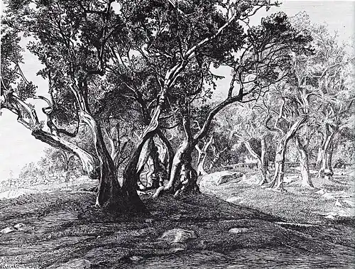 Il Prato, 1904 (Eau-forte ; 29,5&nbsp;×&nbsp;34,6&nbsp;cm), Liège, Musée de La Boverie