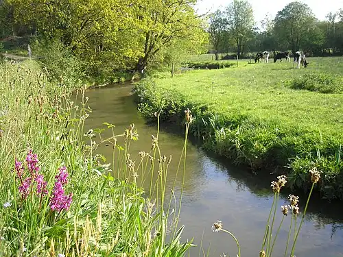 Le Lozon entre Marigny, à gauche, et Hauteville-la-Guichard, à droite (Normandie, France). Bouquet d'orchis mâle (Orchis mascula) au premier plan à gauche.