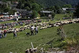 Fête de la Transhumance de L'Espérou dans les Cévennes gardoises, en 2009.