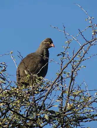 Description de cette image, également commentée ci-après
